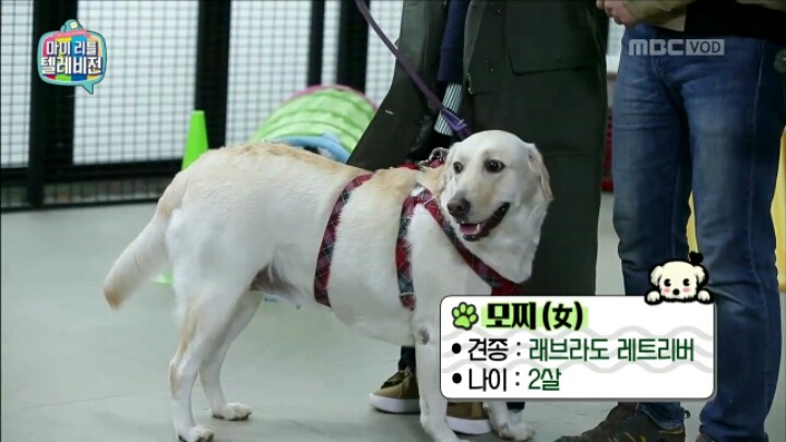 [마리텔] 조련당하는 민아 | 인스티즈