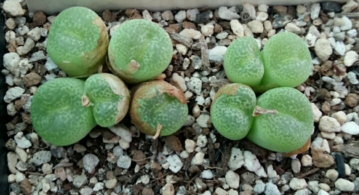헤르마 이미지