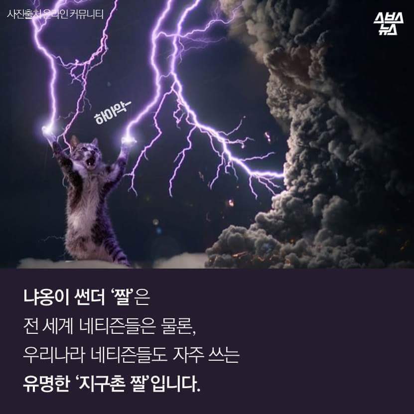 지구촌 짤 '냐옹이 썬더'의 비밀 | 인스티즈