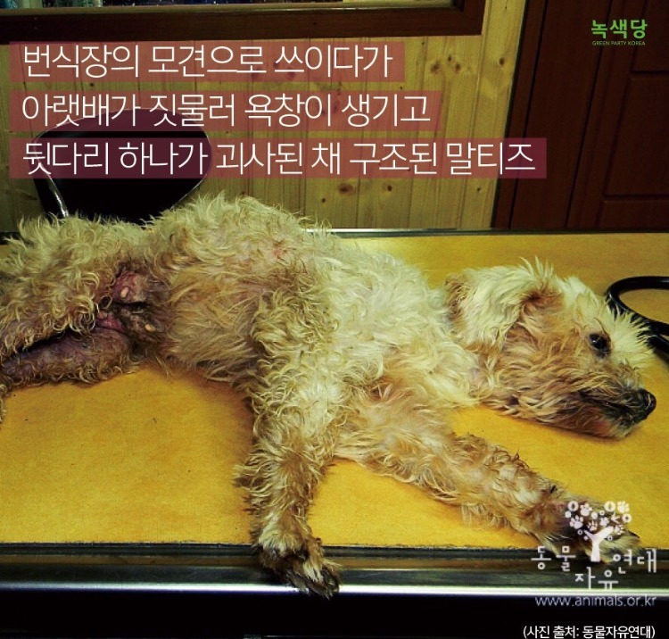 강아지 사지말고 입양하세요 | 인스티즈
