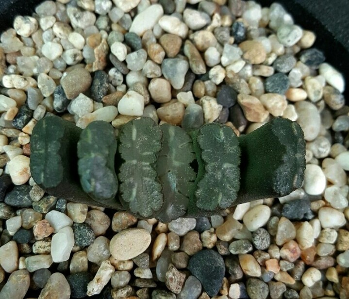키모주 이미지