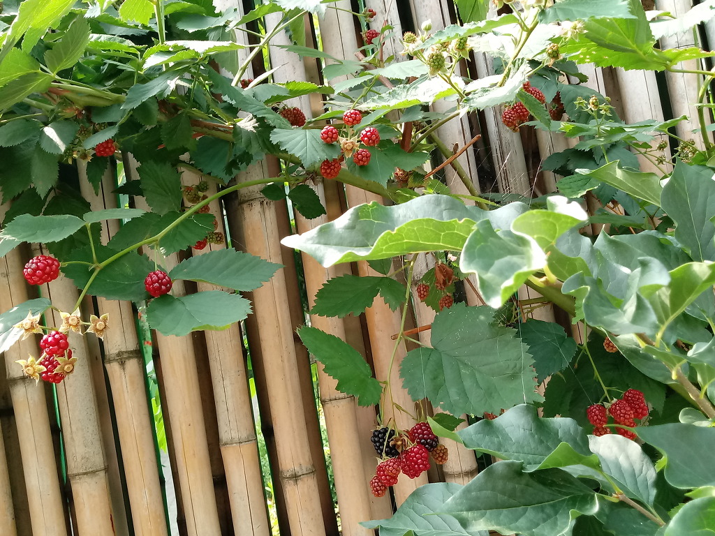 산딸기 이미지