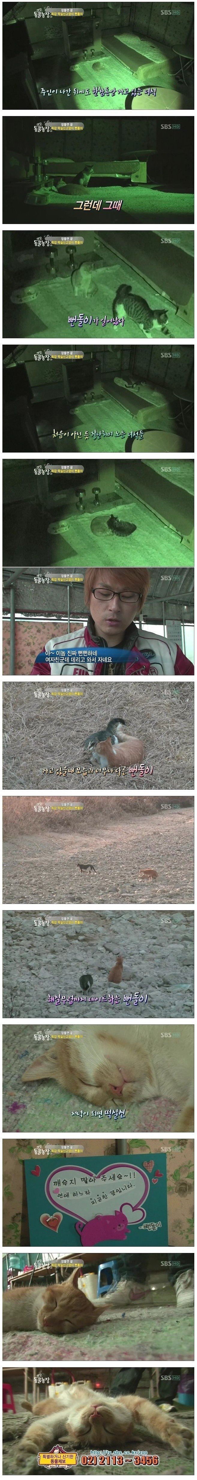 떡실신 고양이 .jpg | 인스티즈