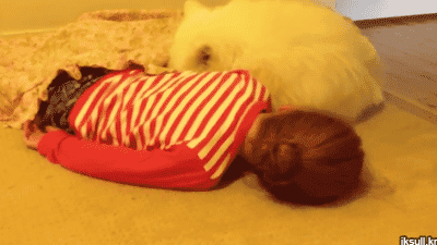 강아지들(심장조심).gif | 인스티즈
