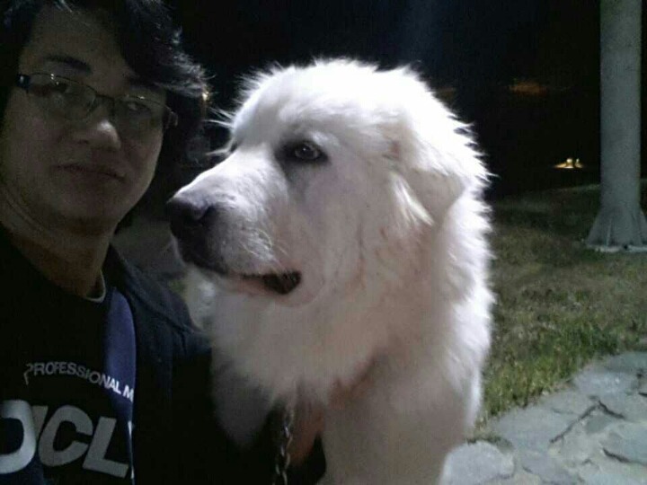 도그빌리지 이미지