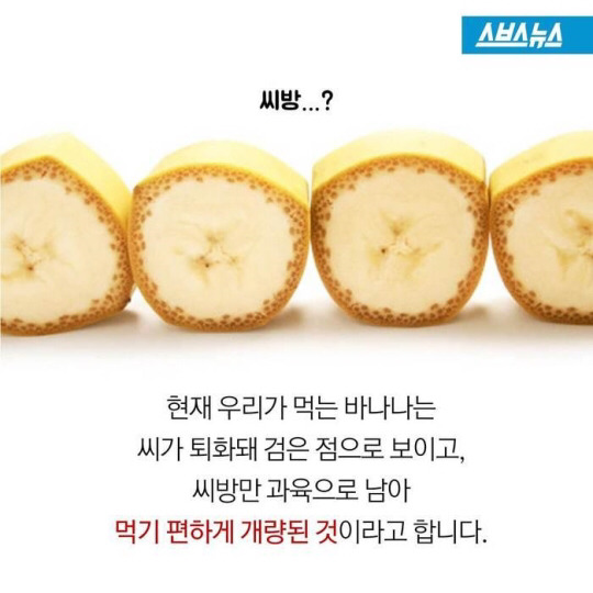 바나나 한 개를 세 명이 똑같이 나눠먹으려면? | 인스티즈