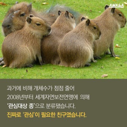 동물들중에 제일 친화력 좋은 친구 '카피바라' | 인스티즈