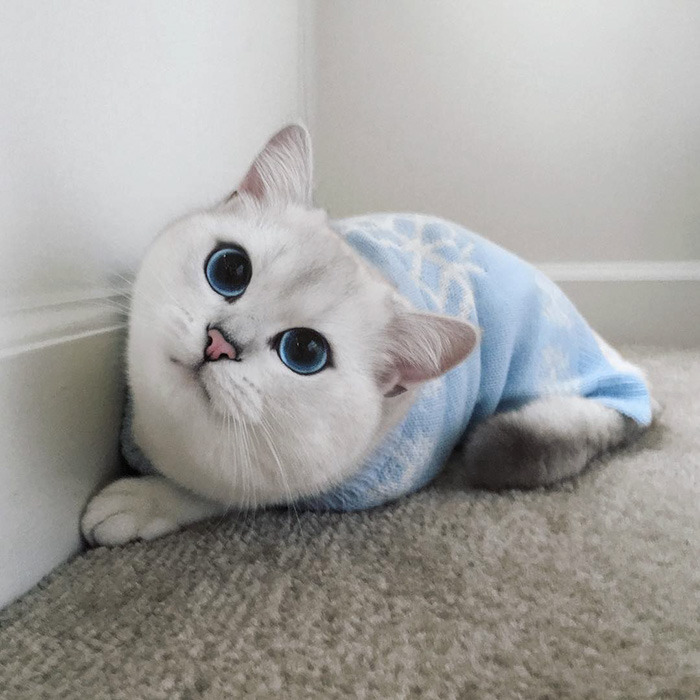 정말 아름다운 눈을 가진 고양이 | 인스티즈