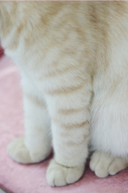 짱덕미 터지는 시아준수 고양이.jpg | 인스티즈