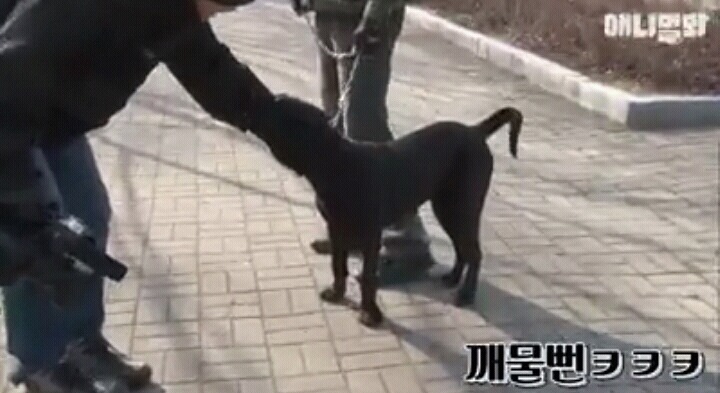 여자보면 쓰러지는 개 이야기 | 인스티즈