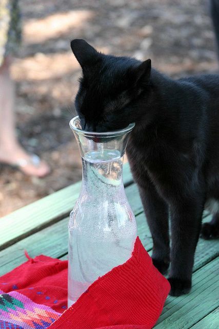 까만 고양이.jpg | 인스티즈