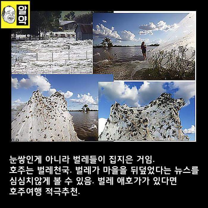 혐오주의) 호주의 위엄 | 인스티즈