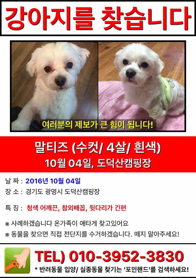 광명시도덕산 에서 잃어버린 몽쉘이..(말티즈,수컷,4살) | 인스티즈