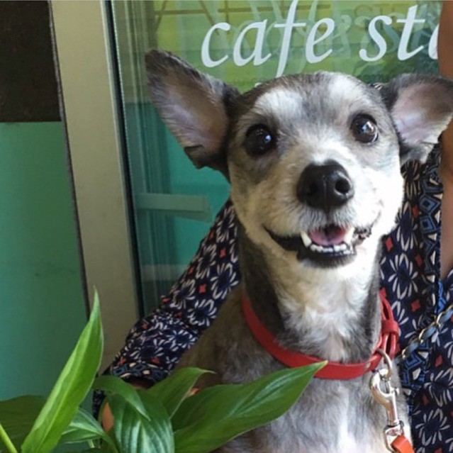 폭죽 소리에 놀라 도망간 슈나우저 뭉치를 찾습니다 (한강 근처!!!!!) | 인스티즈