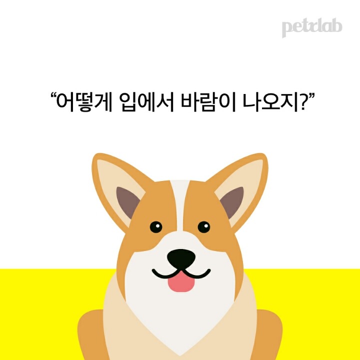 강아지는 왜 입으로 부는 바람을 싫어할까? | 인스티즈