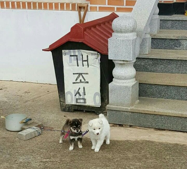 개조심!!!!!!!!!!!!건들이면물어요!!!!!! | 인스티즈