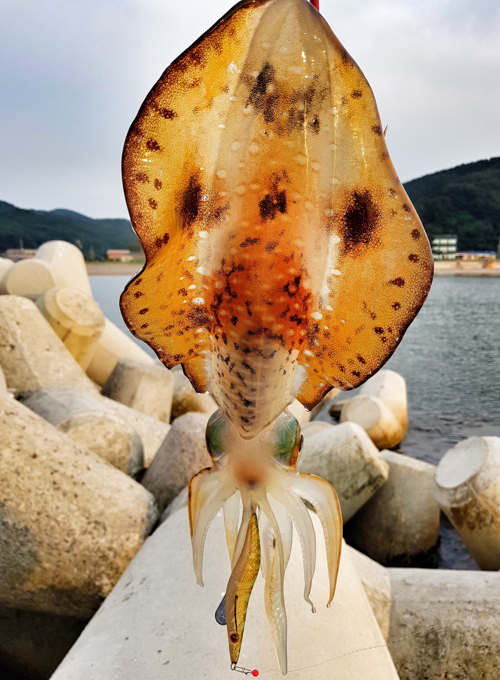 로켓티어 이미지