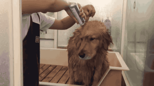 보는사람도 편안해지는 리트리버 목욕하기.gif | 인스티즈