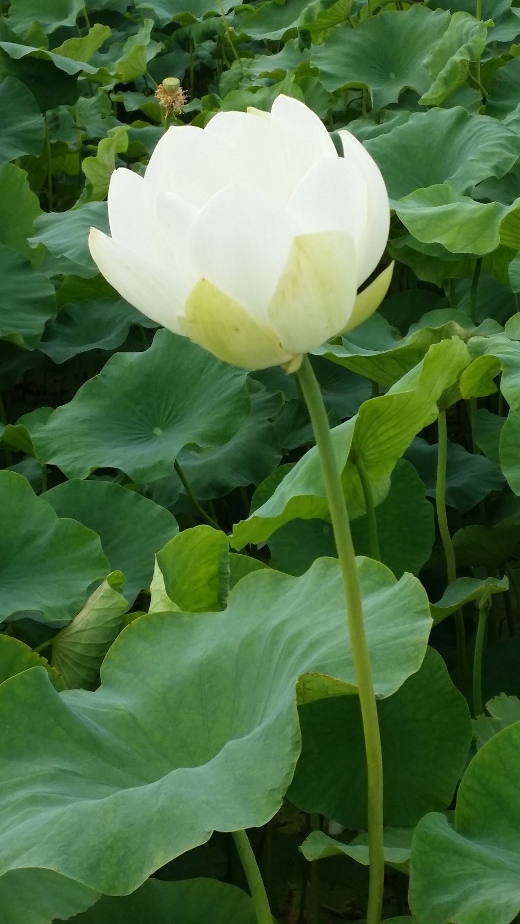 향운 이미지