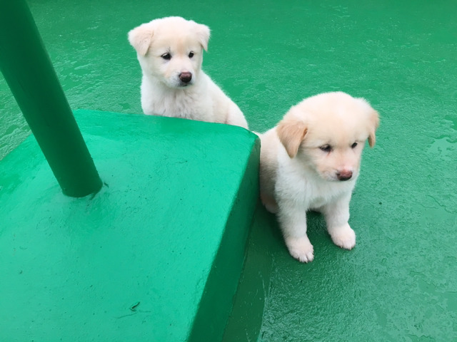 똥강아지 이미지