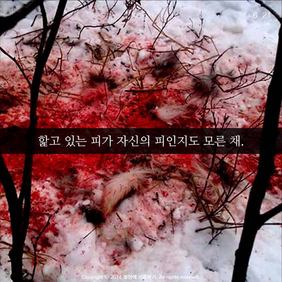 늑대의 죽음 | 인스티즈