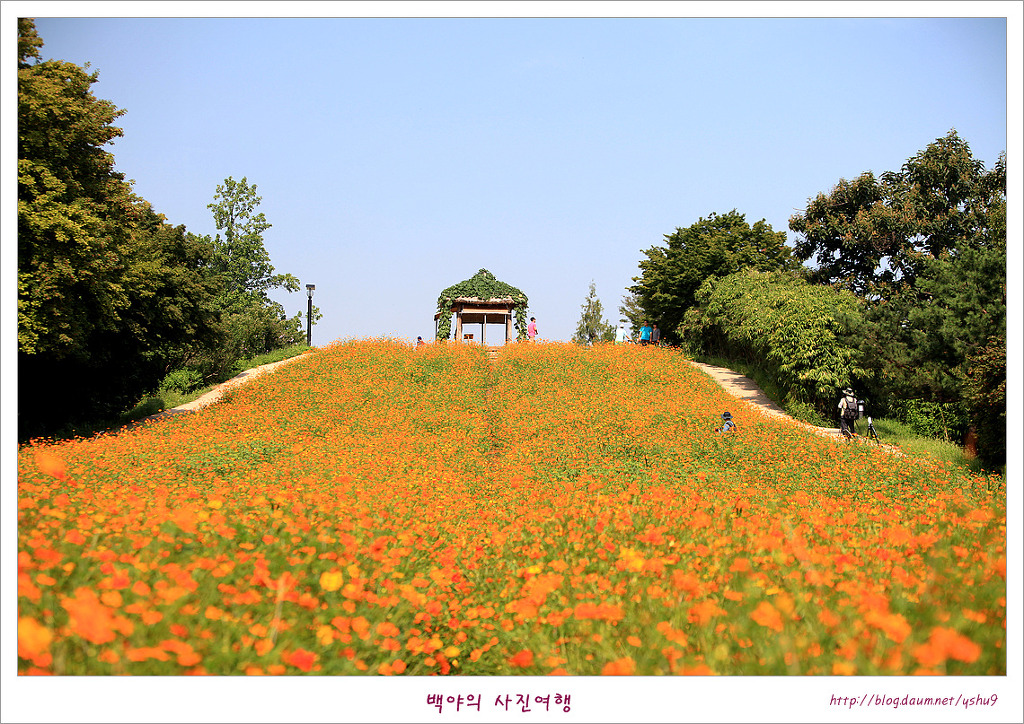 마루사이주 이미지