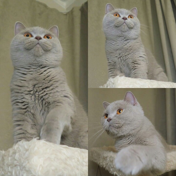 영국 토종고양이 | 인스티즈