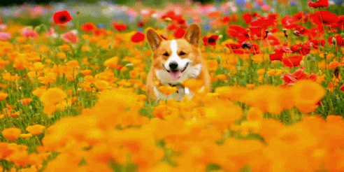 심쿵하게 만드는 동물짤들.gif (데이터주의) | 인스티즈