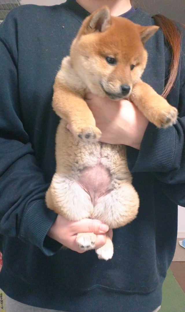 고양이능력 | 인스티즈