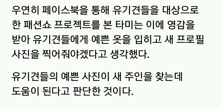 유기견들에게 예쁜 옷 입혀 프로필 사진 찍어 준 사진작가 | 인스티즈