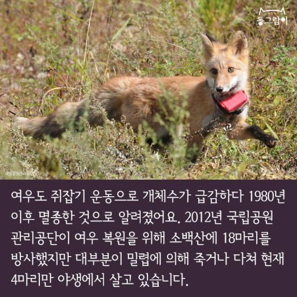 일제 강점기 멸종된 한반도의 동물들 | 인스티즈