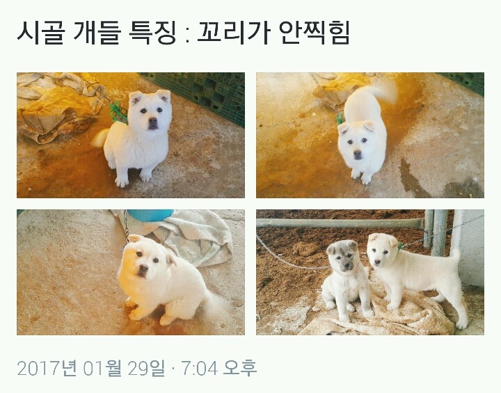시골 개들 특징.jpg | 인스티즈