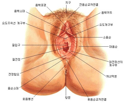 내 생식기 자가검진은 어떻게 해요? (여성 필독) (그림 있음) | 인스티즈