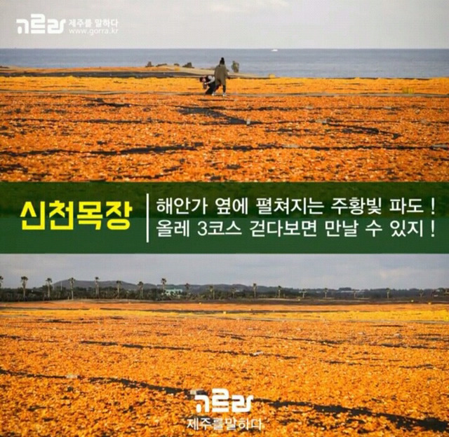 여자친구와 제주도로 여행을 떠나보자 | 인스티즈
