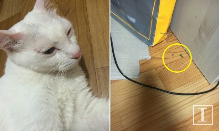 입대 앞두고 전 여친 고양이 소주병으로 때려 죽인 남성 | 인스티즈