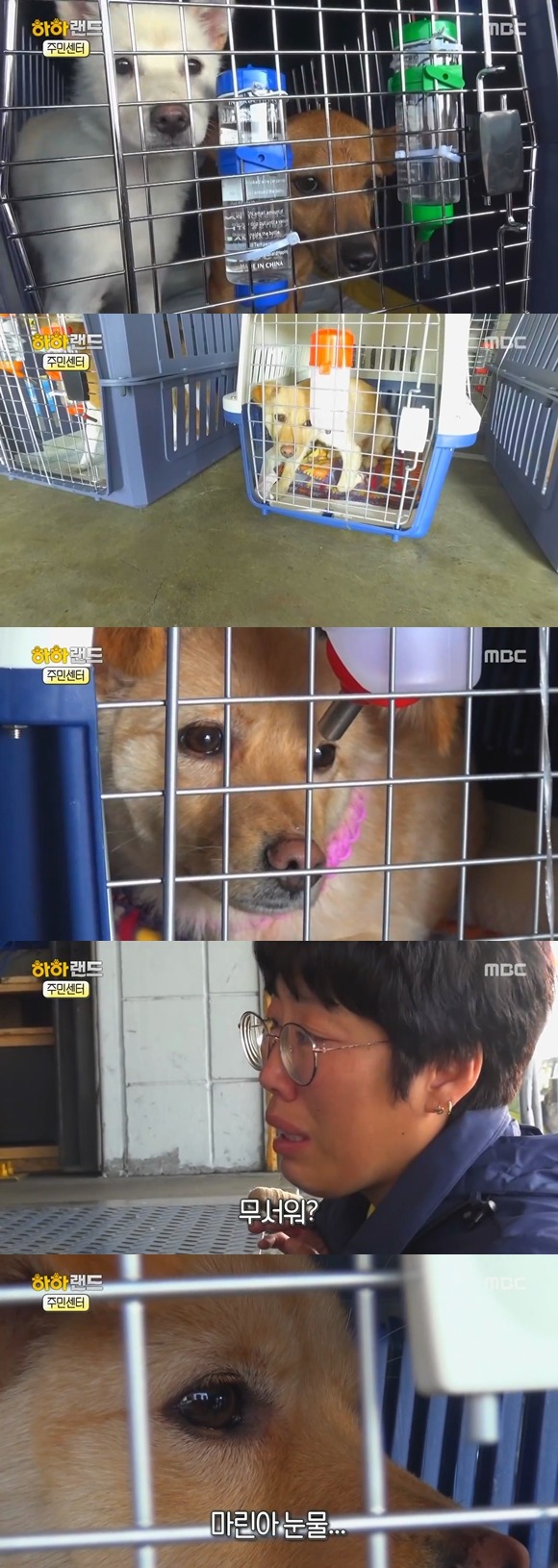 [사진/움짤多] 저는 유기견 마린이입니다. 제 가족이 되어주실 분 없나요? | 인스티즈