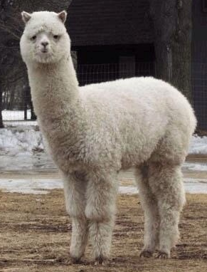 포켓몬 역사상 영원한 전투력 원탑에 대해 알아보도록 해봅시다 | 인스티즈