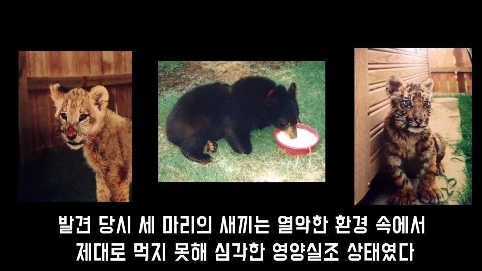 맹수 세 마리의 아름다운 우정 | 인스티즈