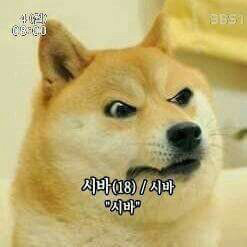 그네타는 시바.gif | 인스티즈