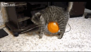 고양이모음 | 인스티즈