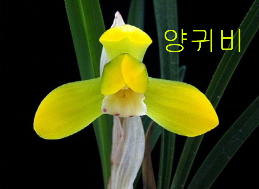천향원 이미지