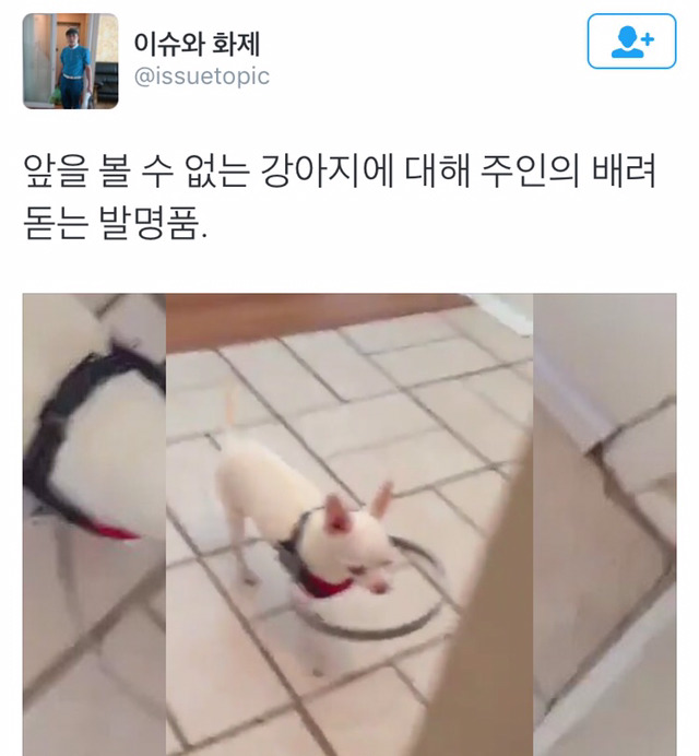앞을 볼수 없는 강아지에 대한 주인의 배려.jpg | 인스티즈