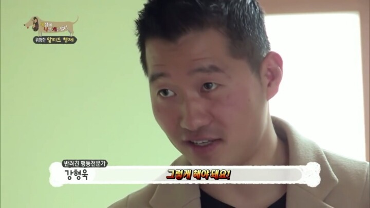 공격적인 반려견이 되는 이유 2부.jp | 인스티즈