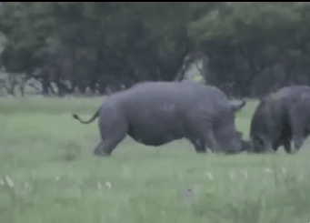코뿔소의 위엄 | 인스티즈