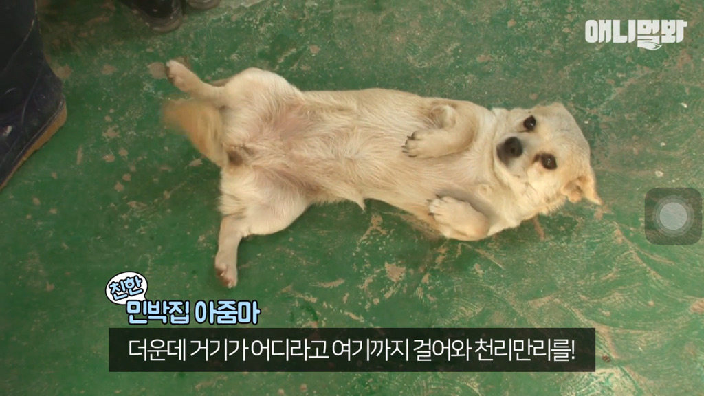 혼자 버스타고 지인 만나러 가는 강아지 상연이.jpg | 인스티즈