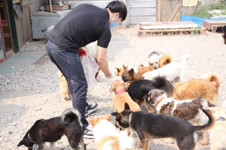 안락사없는 보호소 내사바가 철거를 앞두고 모자른 공사모금비 모금중이에요ㅠㅠ 냥이사료,목줄,모기향 등도 부족해요 (불법개사육장에서 구조된 아이들 이야기) | 인스티즈