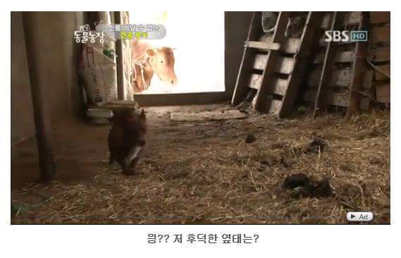 소를 어미라고 생각하는 강아지 | 인스티즈