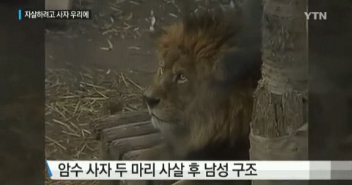 자살하려 사자 우리 뛰어든 칠레男...사자 2마리 희생 | 인스티즈