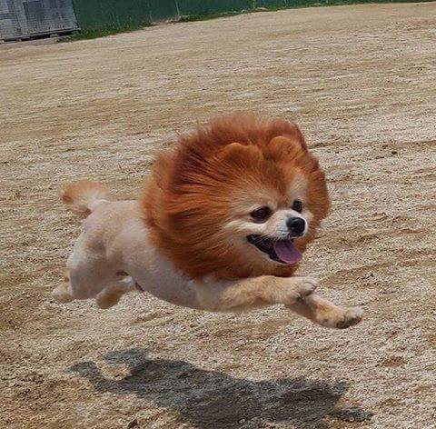 강아지계의 혁신 일진컷 | 인스티즈