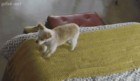 허세부리다가 당황한 멍멍이 .gif | 인스티즈